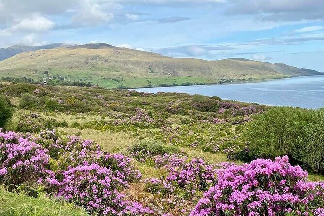 Belfast & Giants Causeway Luxury Mercedes Private Tour for 6 pax - Your day plan: Belfast to the Causeway Coast and back with Belfast murals at the end
