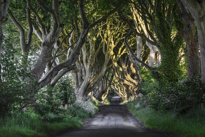 Giants Causeway, Rope Bridge, Carrickfergus Castle and Dark Hedges Tour - The Big Sell: Giant’s Causeway plus a Northern Ireland highlight loop