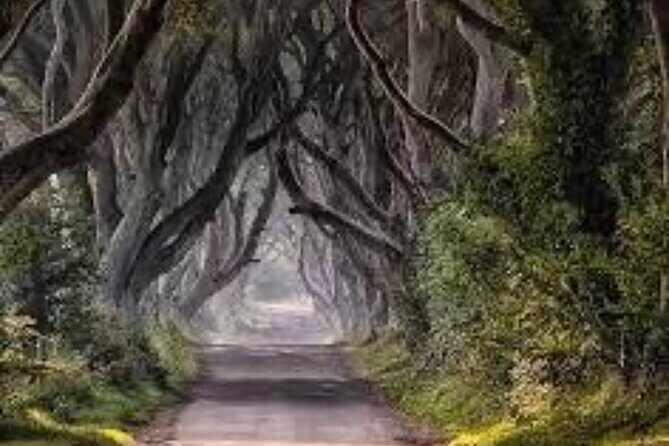 Giants Causeway Tour From Belfast including Game of thrones sites - Dark Hedges: GoT’s King’s Road Meets the 1755 Beech Tree Story