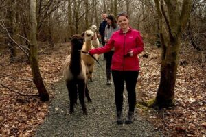 Guided Scenic Alpaca Trekking Experience Northern Ireland - Choosing Your Alpaca: How the Walk Stays Personal
