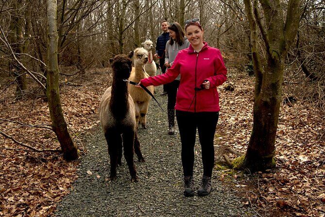 Guided Scenic Alpaca Trekking Experience Northern Ireland - Choosing Your Alpaca: How the Walk Stays Personal